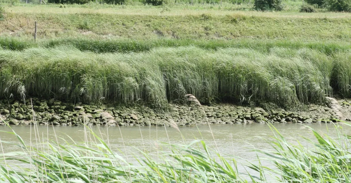 مشروع المحافظة على المياه
